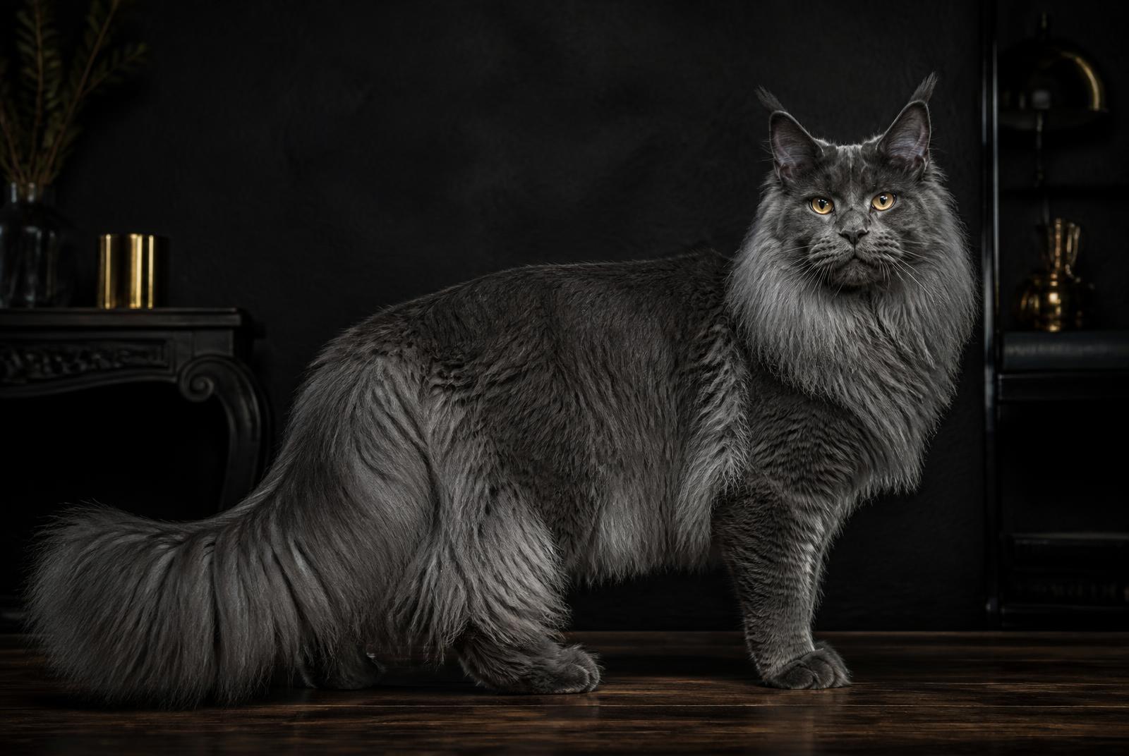 Blue European Maine Coon, full-body profile