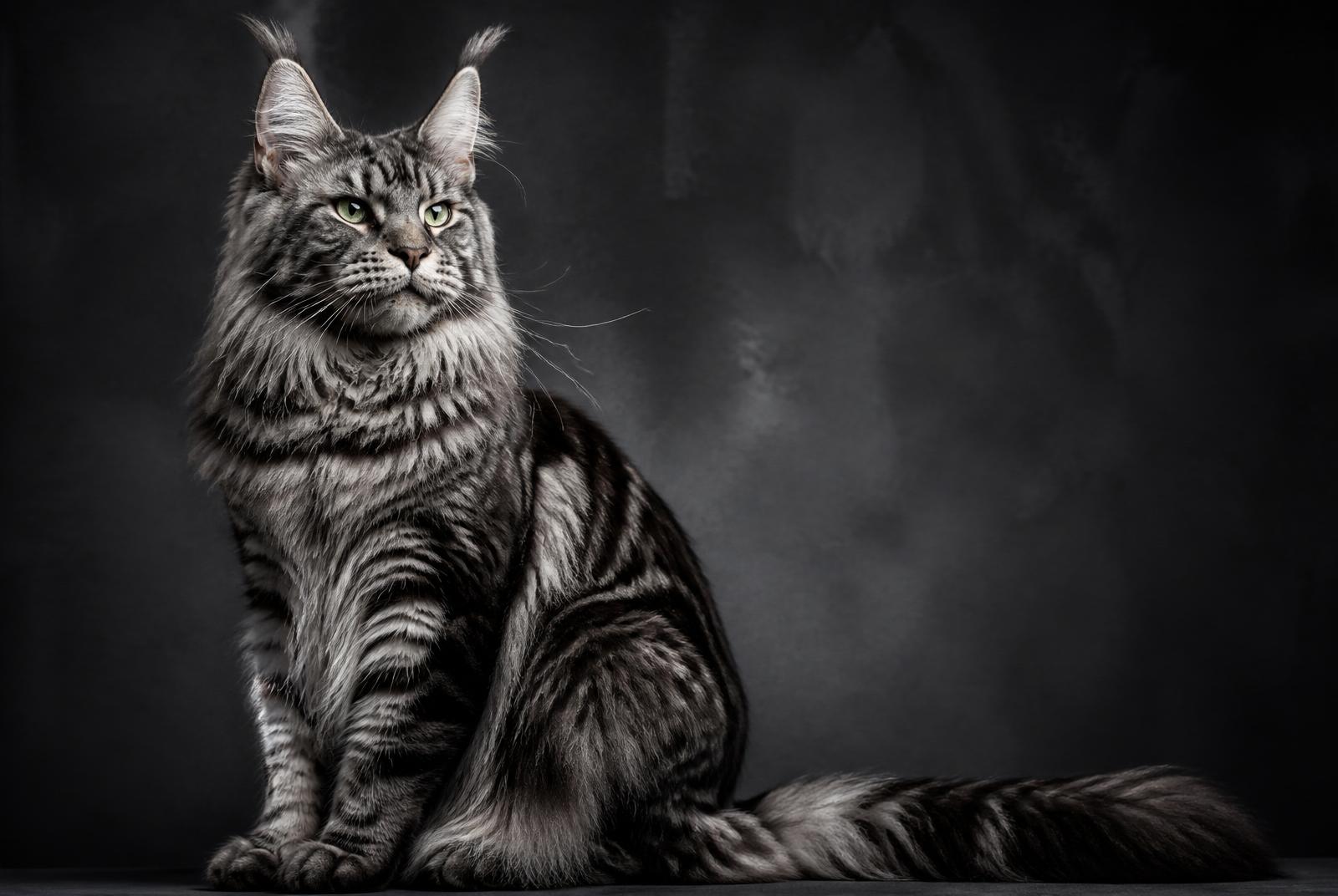 Black silver tabby European Maine Coon — editorial portrait