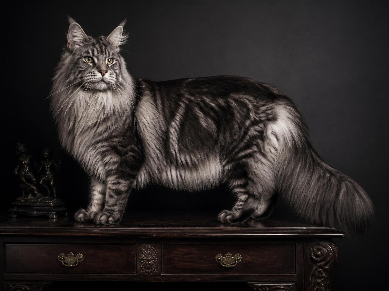 How Big Do European Maine Coons Get?