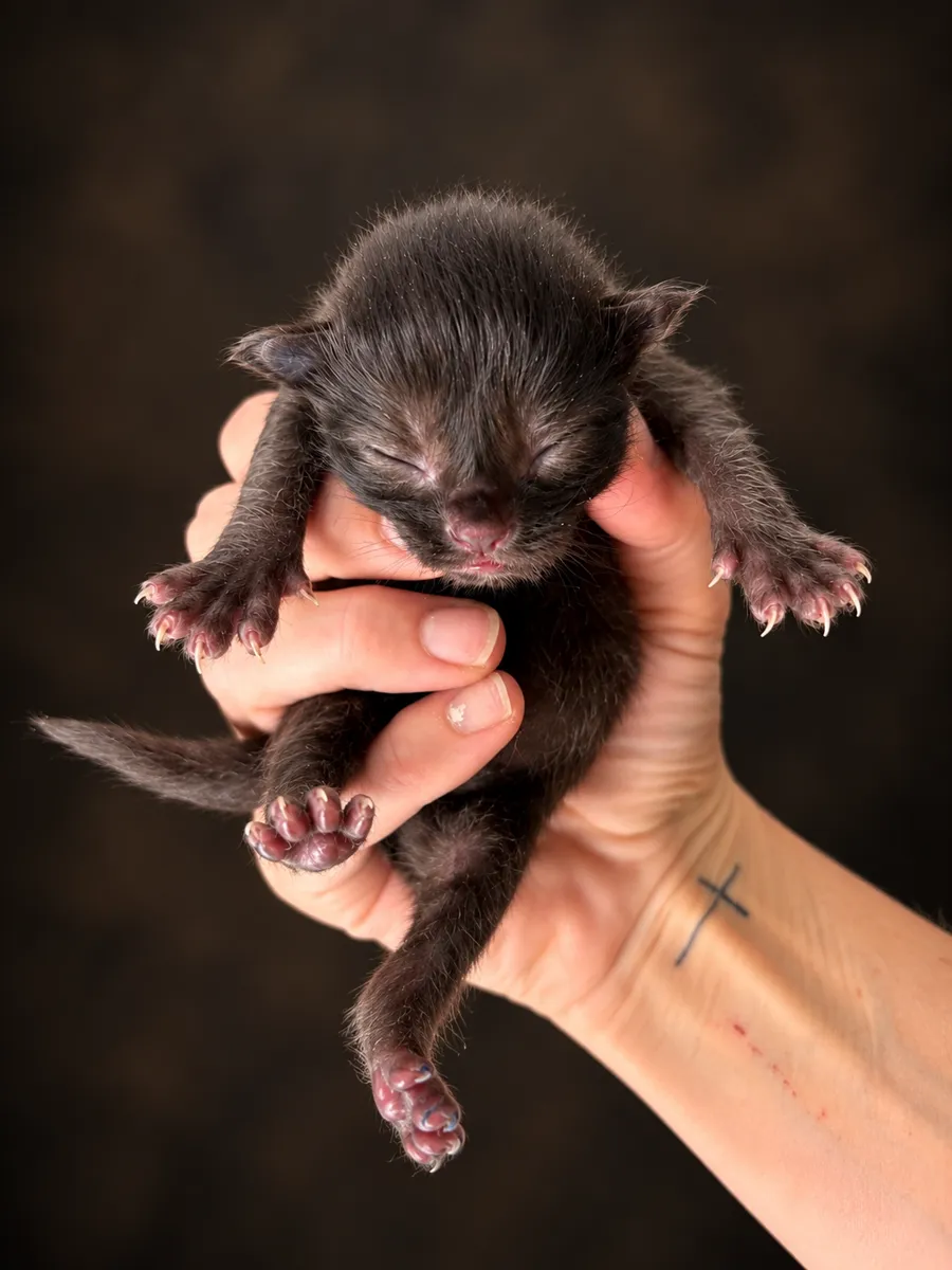 Marlon — Newborn
