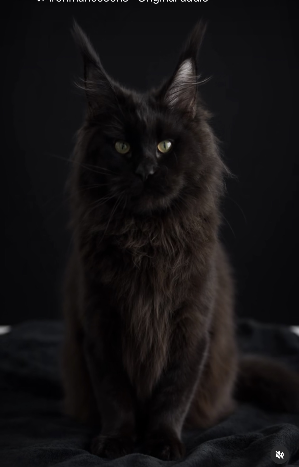Queen Ravenel, Solid Black European Maine Coon at Ironmane Coons