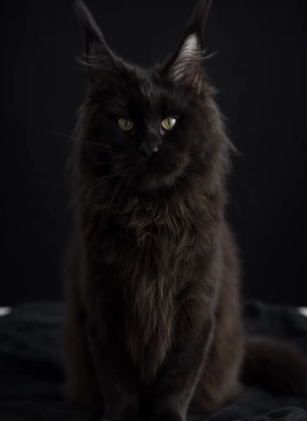 Ironmane Coons journal — essays on European Maine Coon care and ownership