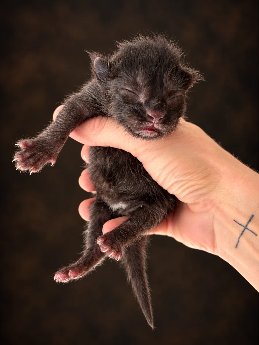 Sinatra — Newborn