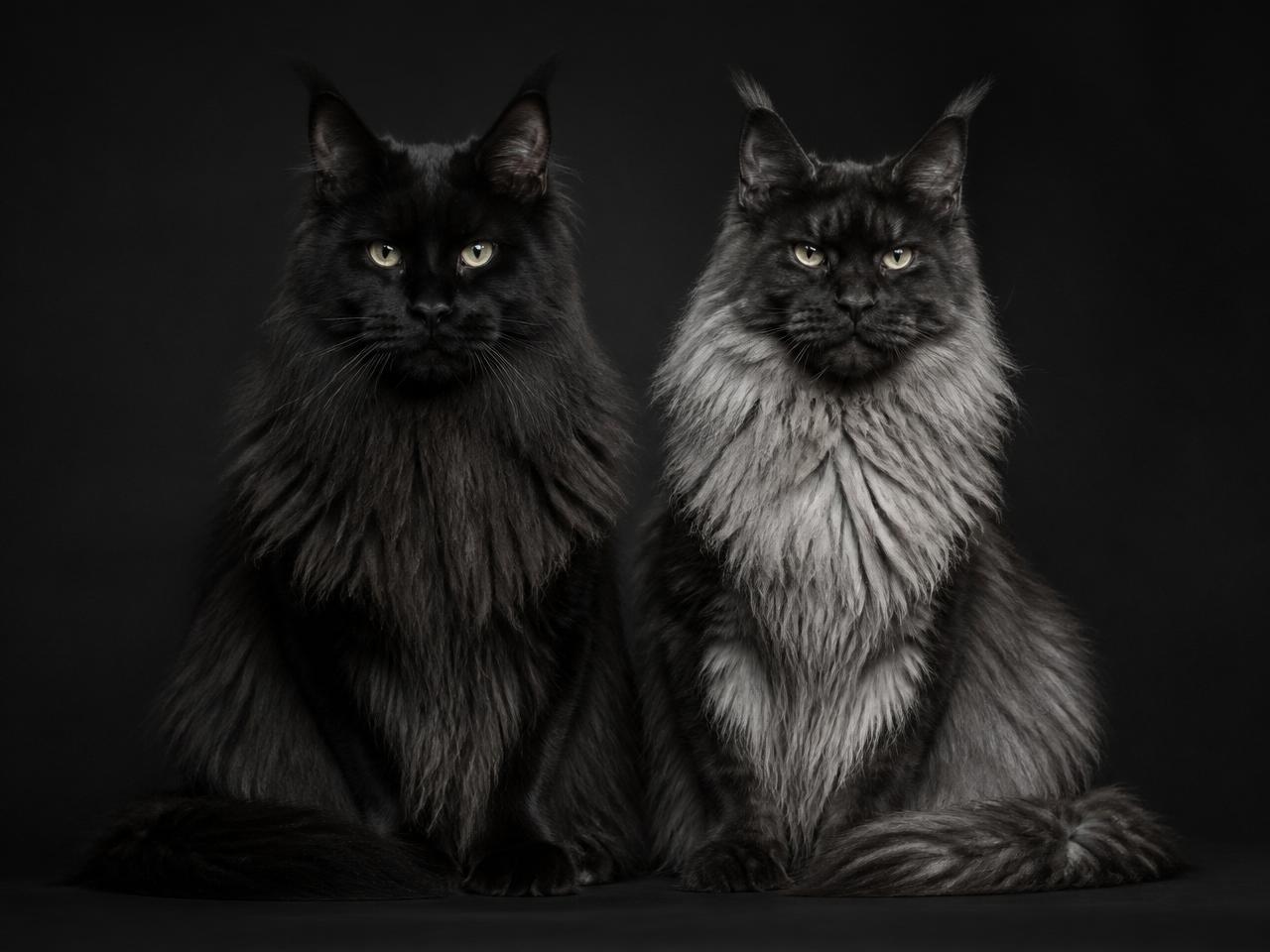 Black Smoke vs Black Maine Coons